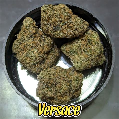 versace strain